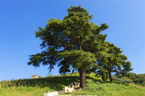 Lebanon Cedar Information: Tips On Growing Cedar Of Lebanon Trees ...