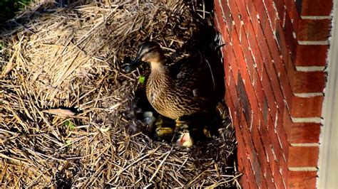 Mallard Ducks and Newly-Hatched Ducklings - YouTube