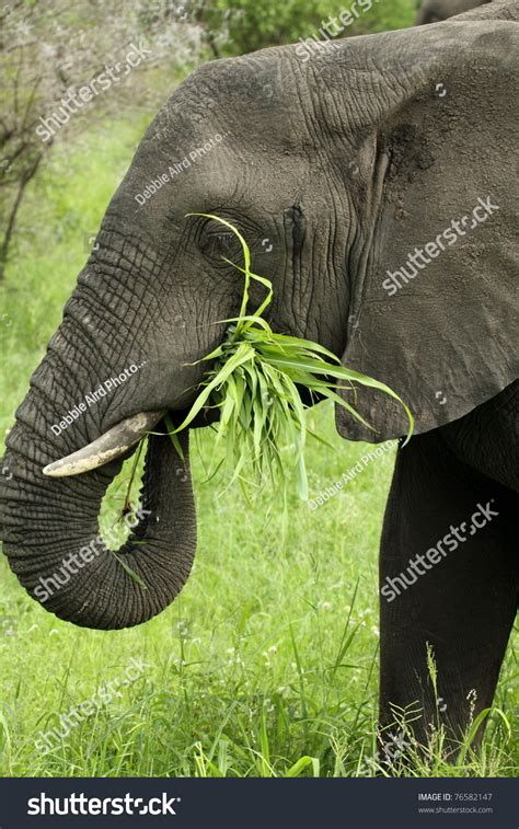 Elephant Eating Grass Showing Trunk Grass Stock Photo 76582147 ...