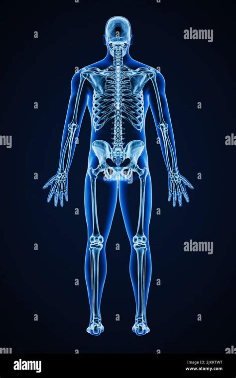 Accurate xray of posterior view of full human skeletal system with adult male body contours 3D ...