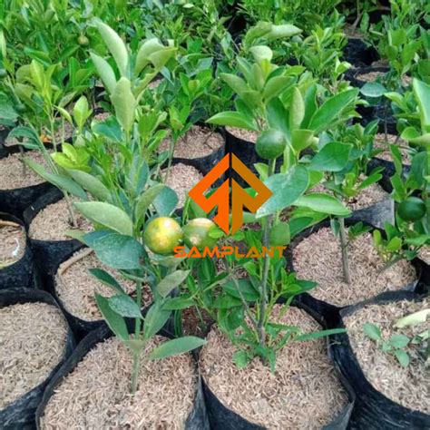 Grafted Kasturi Oranges fruit free phytosanitary certificate Grafted ...