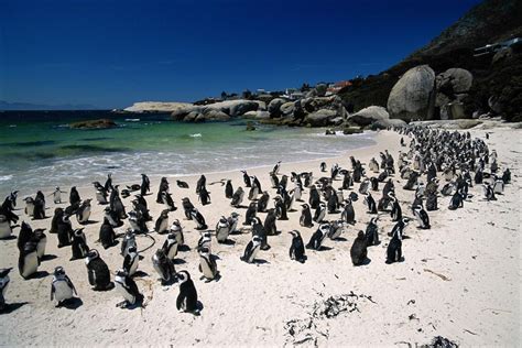 Swimming With Penguins at Boulders Beach Near Cape Town