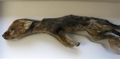 More than 160 thylacine specimens lie in museum collections in the UK. The sight of their bodies ...