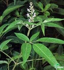 HEALTH BENEFITS OF VITEX NEGUNDO ( NOCHCHI PLANT )