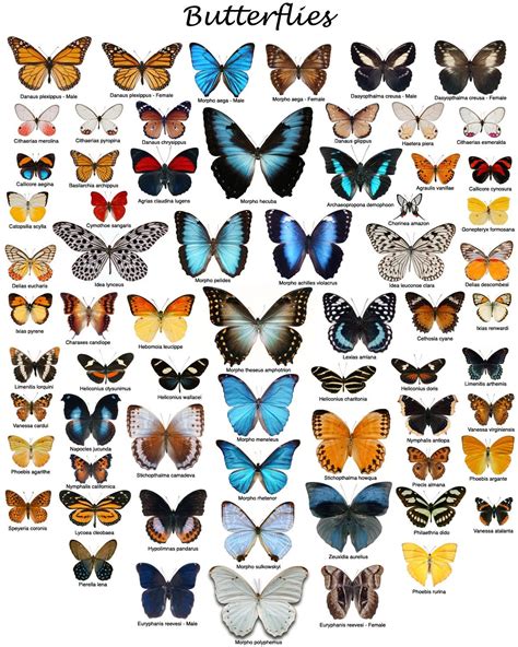 Eleanor Lutz Butterfly Identification Chart - vrogue.co