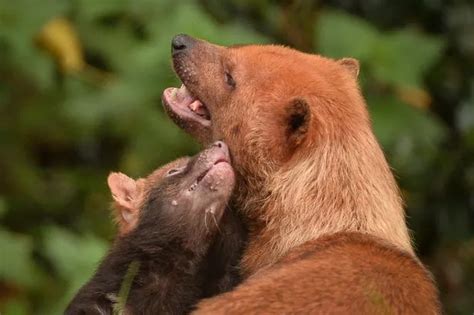 Watch cute bush dog pups venture from their dens at Chester Zoo - Cheshire Live