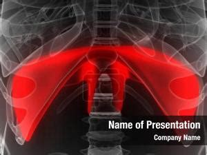 System human circulatory heart anatomy PowerPoint Template - System ...