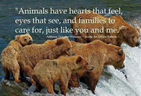 Pin by Laura Juarez on Quotes and stuff | Animal quotes, Bear photos, Bear