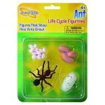 TeachersParadise - Insect Lore Ant Life Cycle Stages - ILP6110