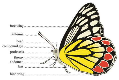 Butterfly Wing Anatomy