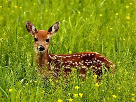 Vegetation & Animals - humid subtropical