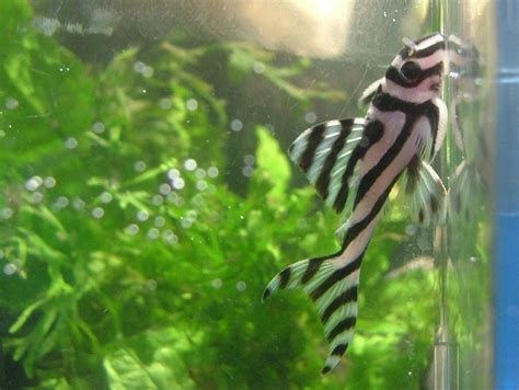 Zebra Pleco: Exploring Their Dietary Needs and Preferences