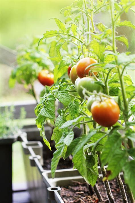 Balcony Gardens - Grow Vegetables on Your Patio - GrowJoy Plants ...