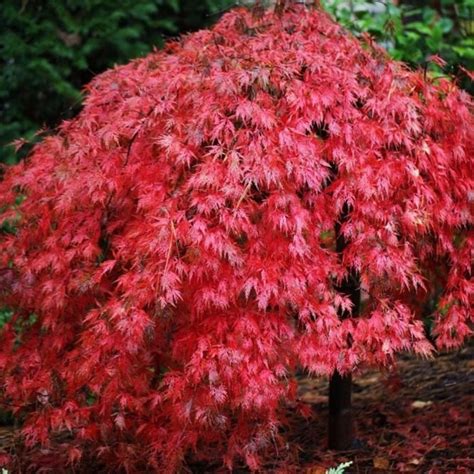 Dwarf Weeping Japanese Maple