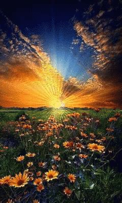 Good Morning Sun GIF - Good Morning Sun Flowers - Discover & Share GIFs