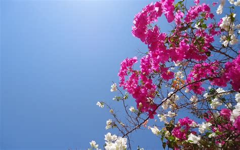 🔥 Download Bougainvillea Flowers Wallpaper HD Pictures One by ...