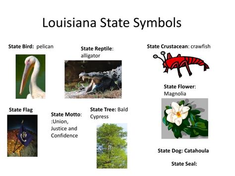 PPT - Louisiana State Symbols PowerPoint Presentation, free download - ID:2851123