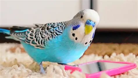 Can Budgies Talk? Do They Mimic Human Speeches?