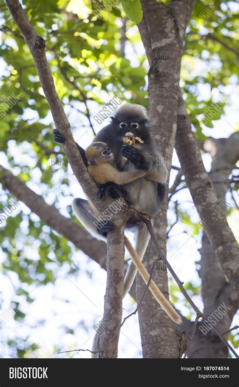 Dusky Leaf Monkey Image & Photo (Free Trial) | Bigstock