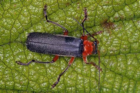 Naturspaziergang: Käfer nach Farben, Formen und Größen - Rot