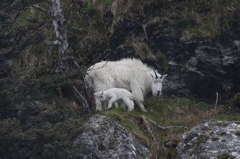 Mountain Goat | Mountain goat, Kenai fjords national park, Kenai fjords