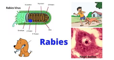 Rabies Virus: Structure, Pathogenesis, and Lab Diagnosis • Microbe Online