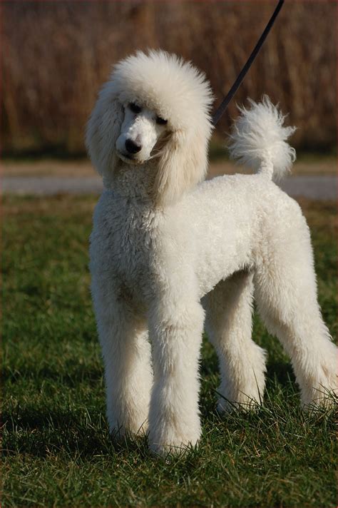 Standard Poodle Haircuts 151238 Serious Harry Oodles Of Poodles Pinterest | Standard poodle ...