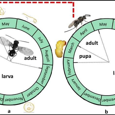 Life cycle of (a) the Asian chestnut gall wasp, Dryocosmus kuriphilus ...