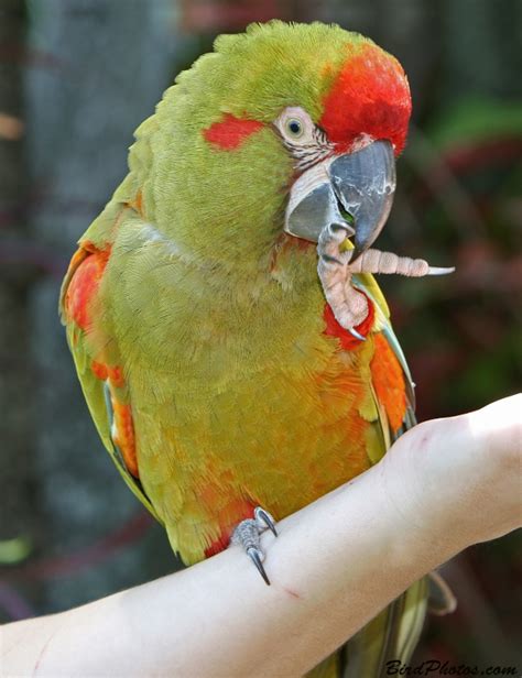 Red-fronted Macaw | BirdPhotos.com