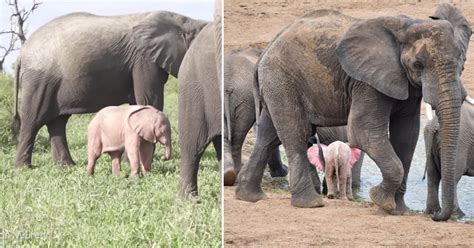 Rare pink baby elephant spotted in South African national park ...