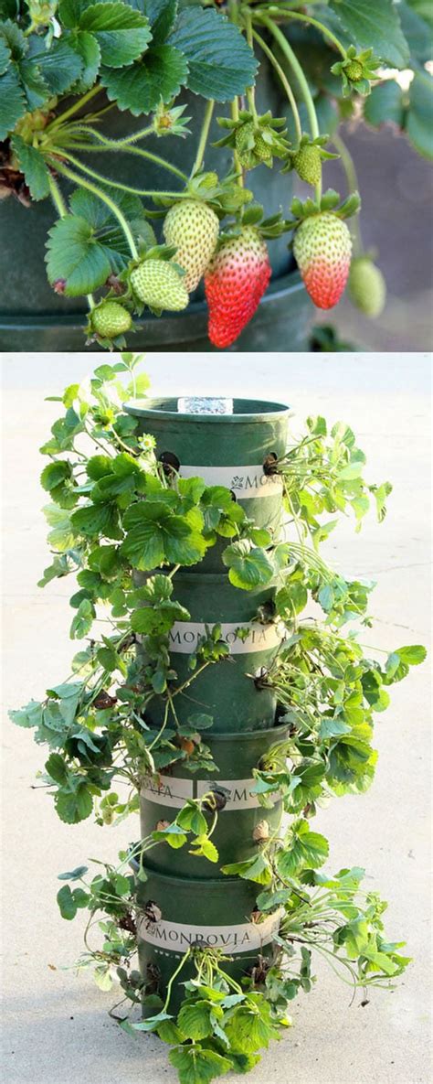 DIY Strawberry Tower With Reservoir | Apiece Of Rainbow