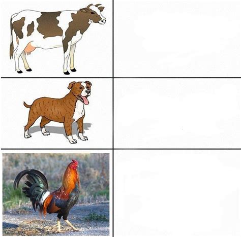 Create meme "Pets, animals cow" - Pictures - Meme-arsenal.com