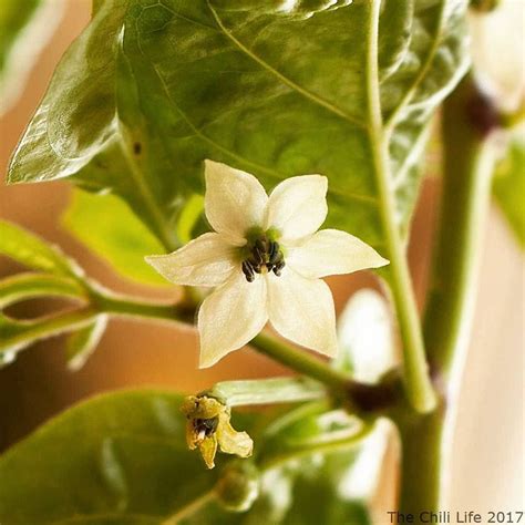 My Carolina Reaper plant is still flowering. Here is one of the nice ...