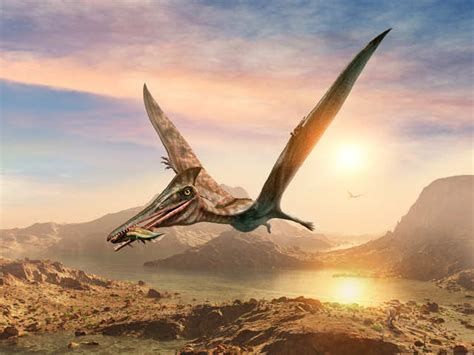 Scientists now know the origins of pterosaurs, the dinosaur era's flying reptiles - Flying ...