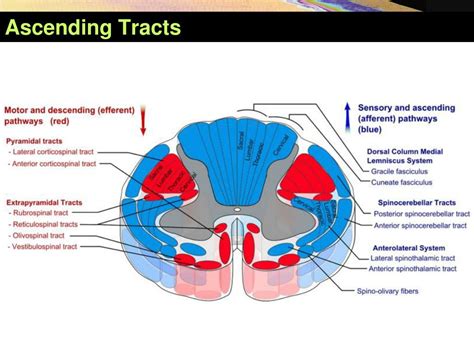 Tracts Of The Spinal Cord Cross Section Doccheck - vrogue.co