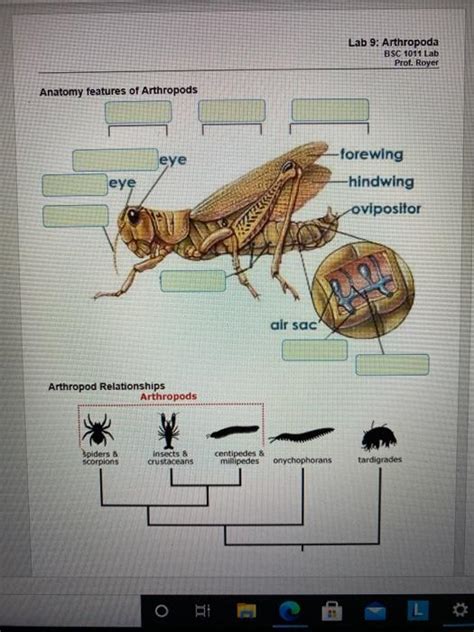 Solved Lab 9: Arthropoda BSC 1011 Lab Prot. Royer Anatomy | Chegg.com