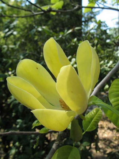 Magnolia x brooklynensis, ‘Yellow Bird’ | Kiefer Nursery: Trees, Shrubs ...