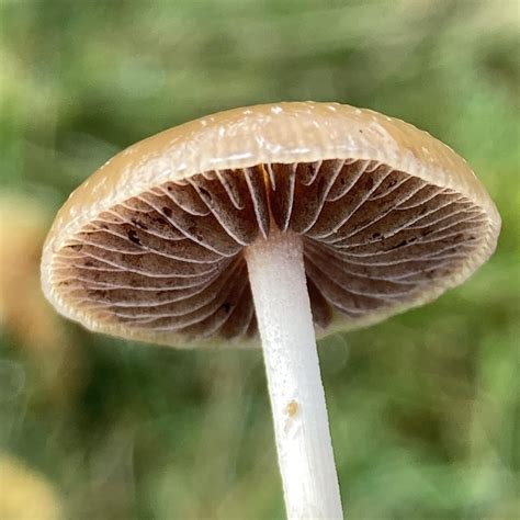 Psilocybe Fimetaria identification guide : r/fimetaria