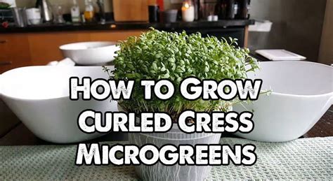 How to Grow Cress Microgreens in 5 Easy Steps