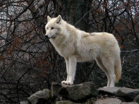 Alaskan Tundra Wolf, Budapest Zoo by Gaschwald, via Flickr | Wolf dog ...