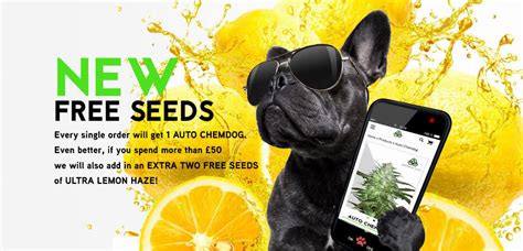 Auto Seeds - The Autoflowering Specialists