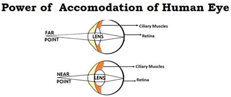 (a)What is meant by the term ‘power of accommodation’? Name the component of the eye that