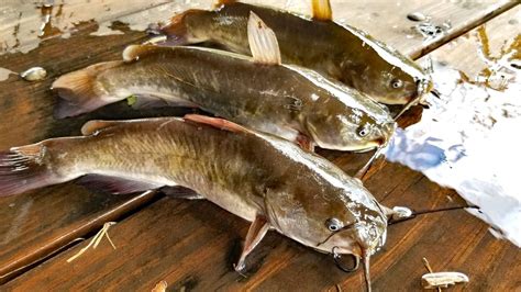 Catch Clean & Cook Bullhead Catfish & Bullhead Fishing contest - YouTube