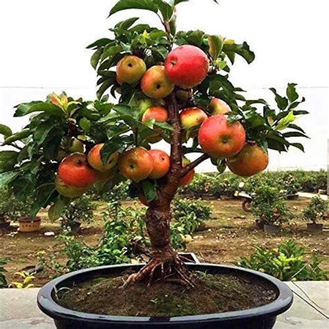 Best Bonsai Tree Apple The ultimate guide | leafyzen