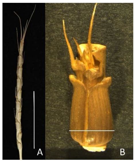 Plants | Free Full-Text | Genome-Wide Association Study of Morpho-Physiological Traits in ...