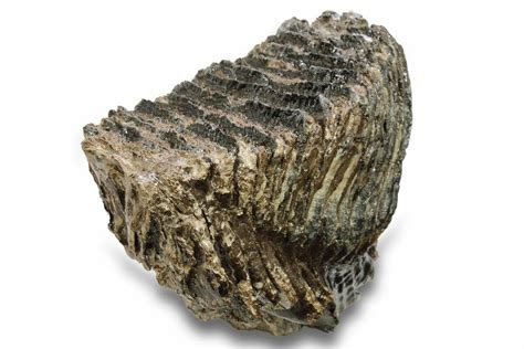 10.6" Fossil Woolly Mammoth Molar - Siberia (#260004) For Sale ...