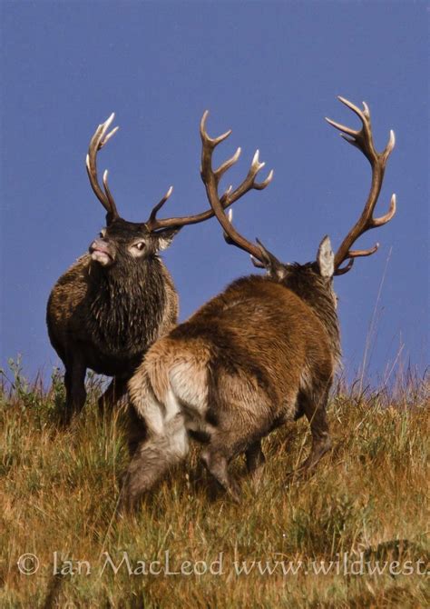 Red deer | Wildlife safari, Red deer, Scenic tours