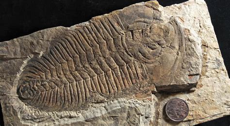 Fossil of giant sea creature discovered in South Australia