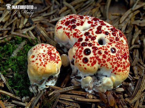 Bleeding tooth fungus Mushroom Photos, Bleeding tooth fungus Images, Nature Wildlife Pictures ...