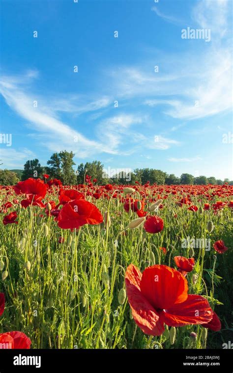 red poppy field at sunset. clouds on the blue sky. sunny weather Stock Photo - Alamy